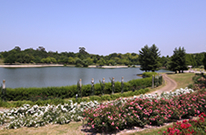 蜻蛉池公園