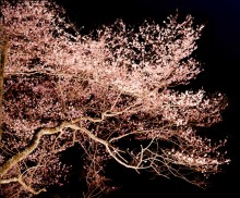 4月9日(土)・10日(日)妙見の森 夜桜ライトアップを行います