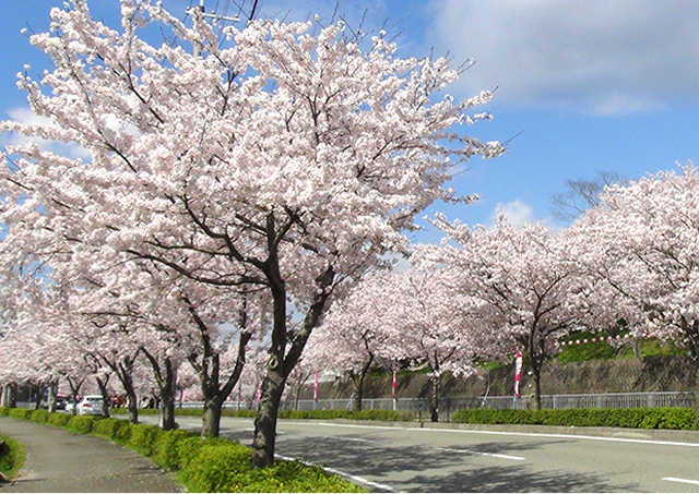 のせでん沿線エドヒガン回廊2025