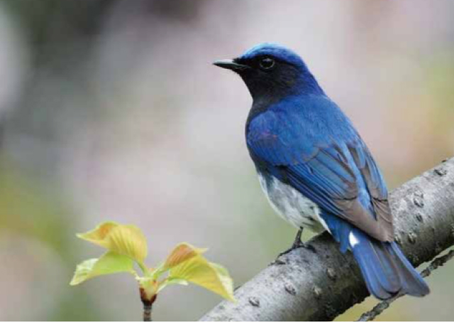 妙見山周辺の野鳥2024