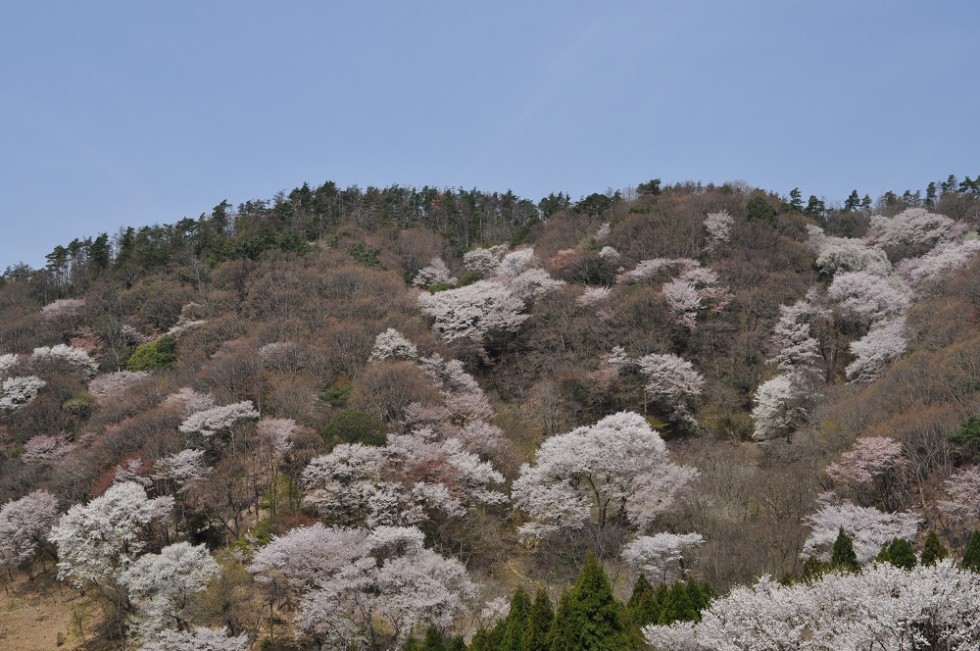 春の桜の森