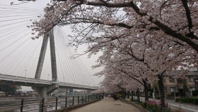 1日のハイキングの桜と桃の開花情報！