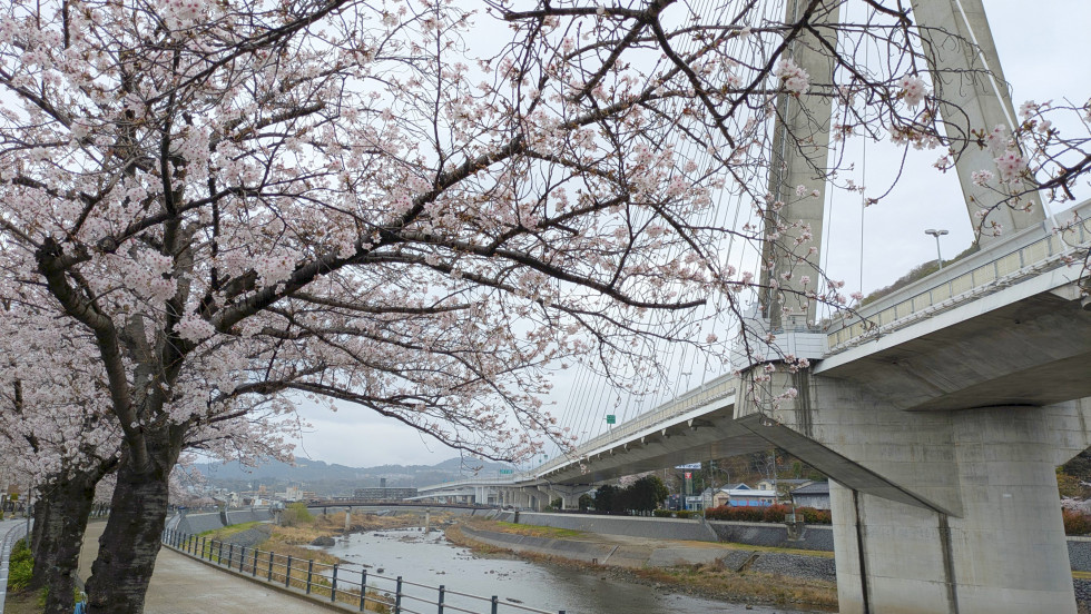 のせでん沿線桜の開花状況