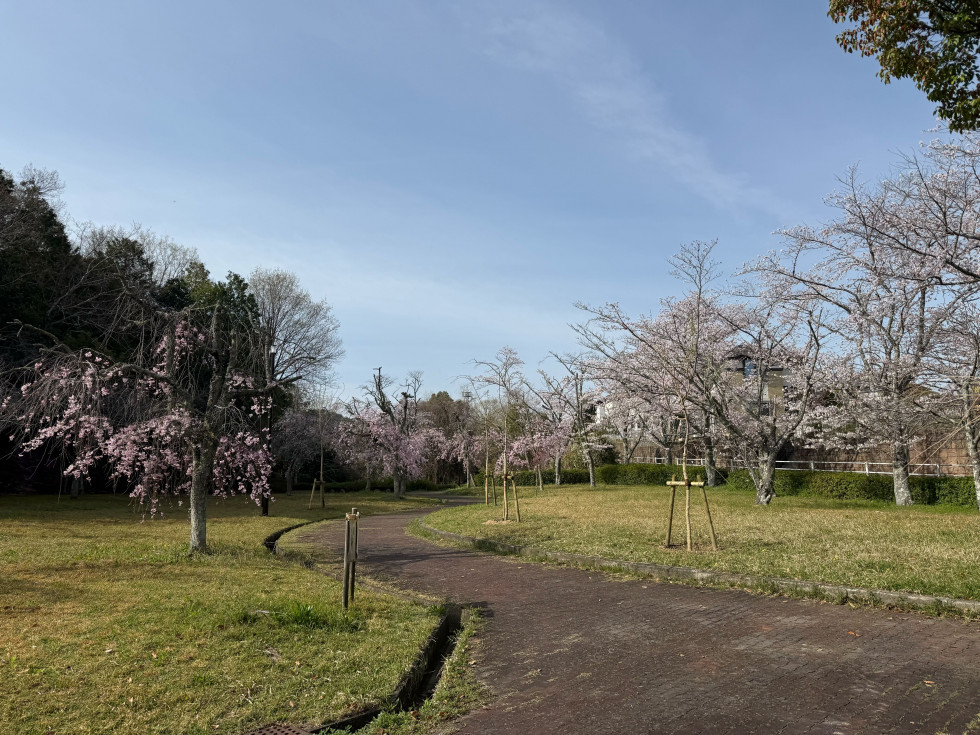 のせでん沿線桜の開花状況
