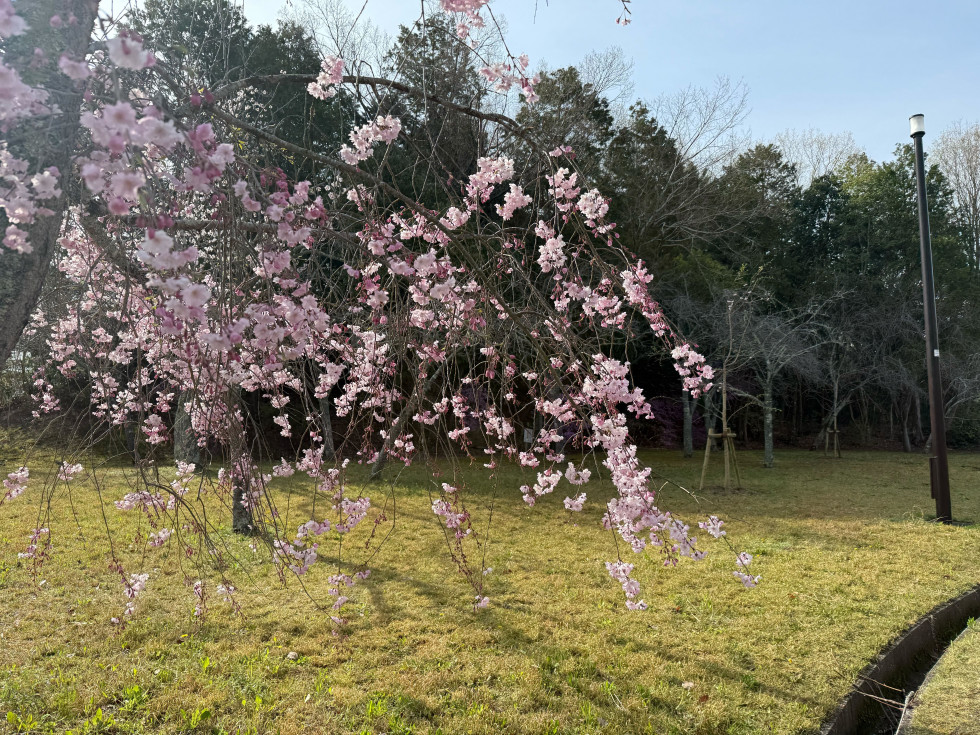 のせでん沿線桜の開花状況