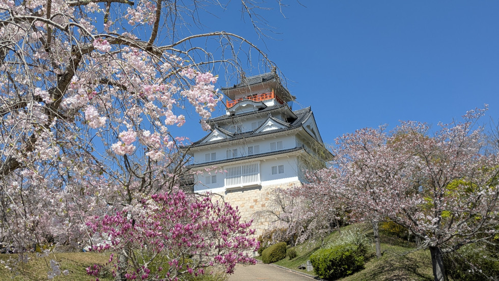 のせでん沿線桜の開花状況