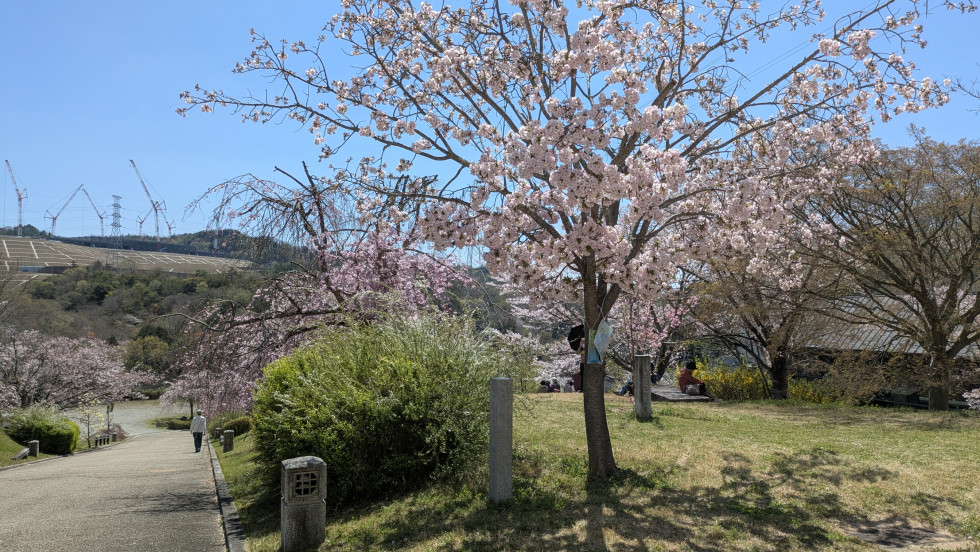 のせでん沿線桜の開花状況