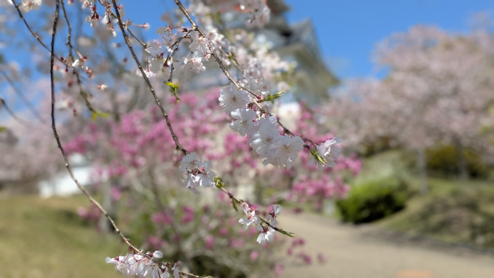 のせでん沿線桜の開花状況