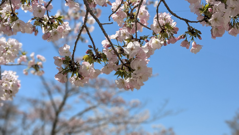 のせでん沿線桜の開花状況