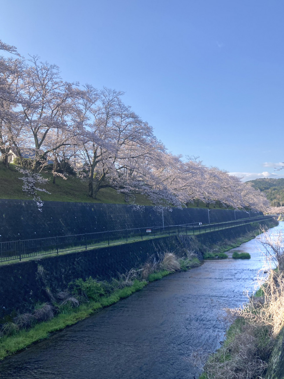 のせでん沿線桜の開花状況