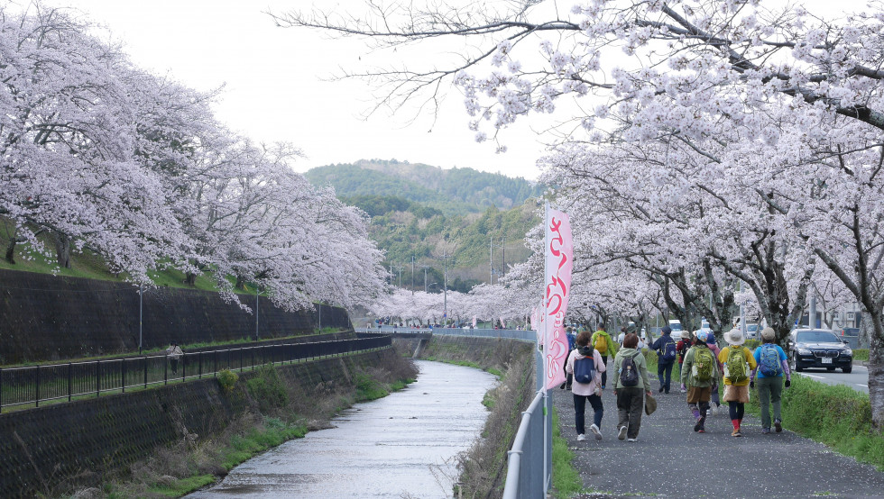 のせでん沿線桜の開花状況