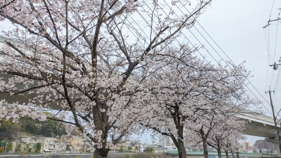 のせでん沿線桜の開花状況