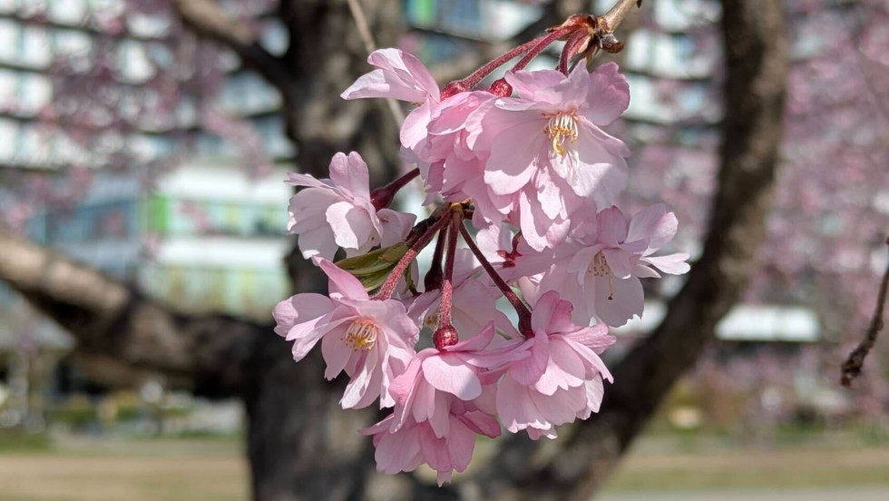 のせでん沿線桜の開花状況