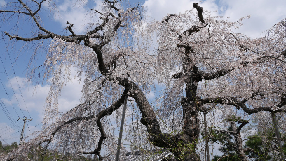 のせでん沿線桜の開花状況