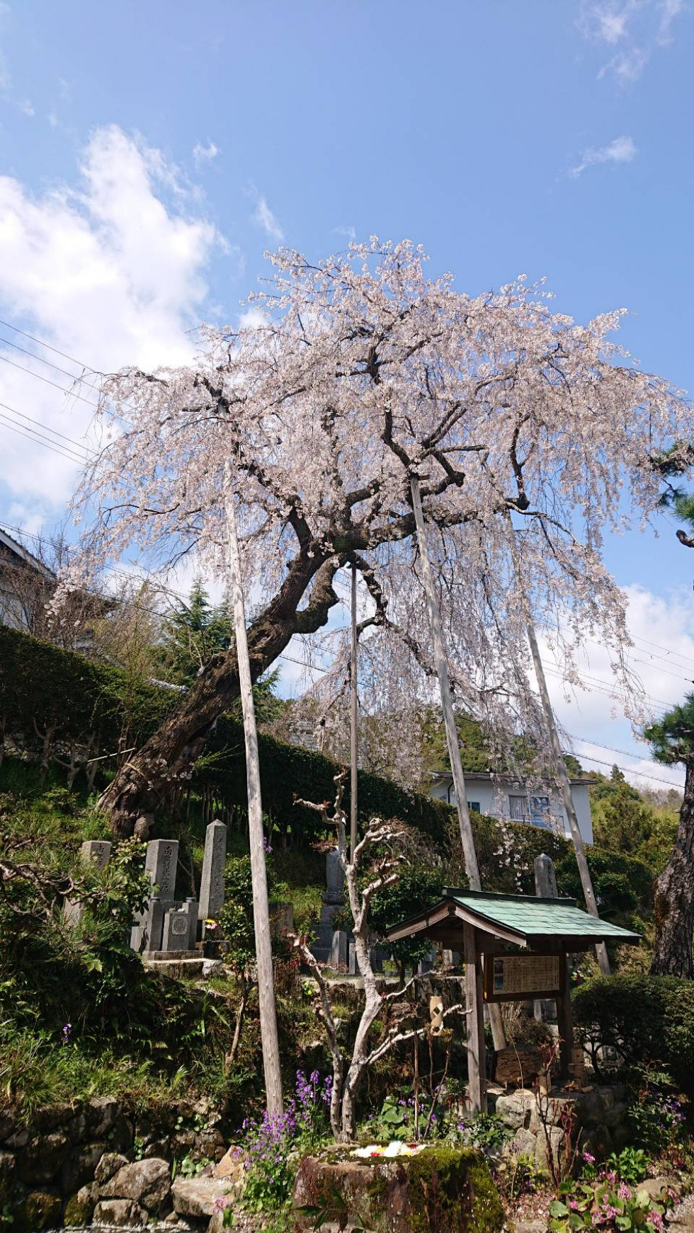 のせでん沿線桜の開花状況