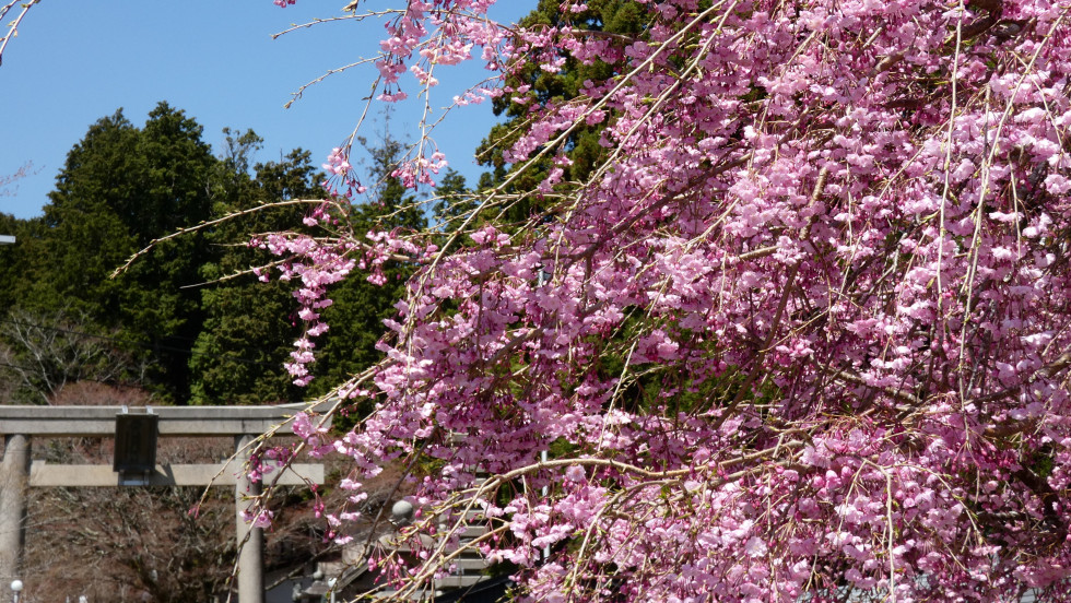 のせでん沿線桜の開花状況