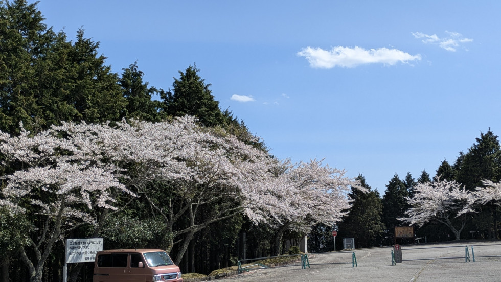 のせでん沿線桜の開花状況