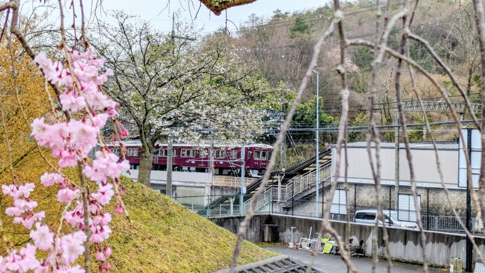のせでん沿線桜の開花状況