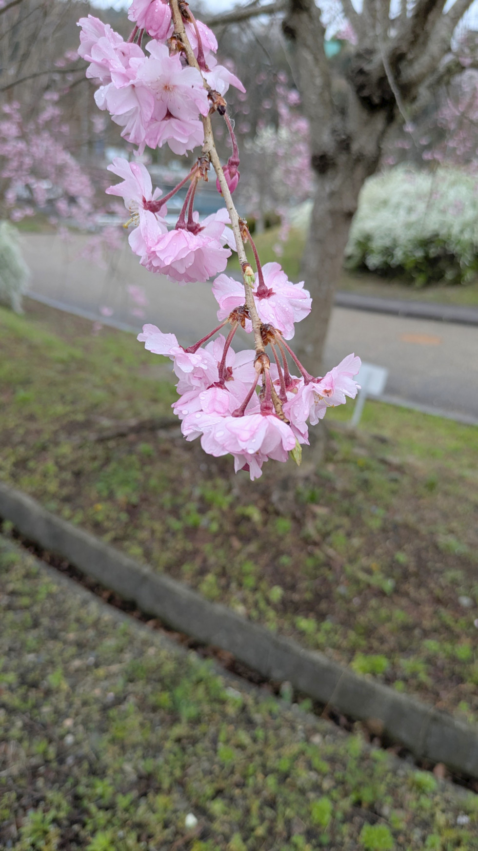 のせでん沿線桜の開花状況