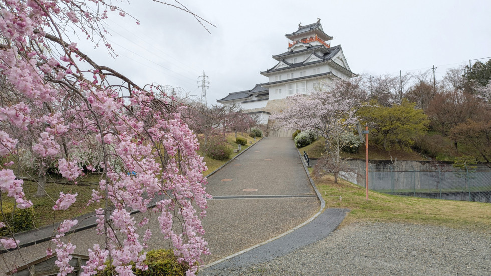 のせでん沿線桜の開花状況