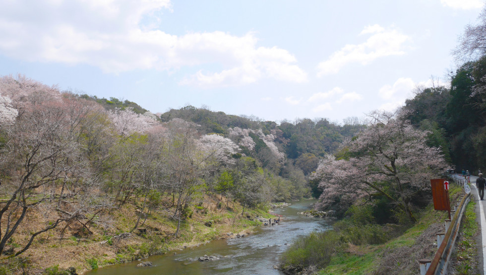 のせでん沿線桜の開花状況