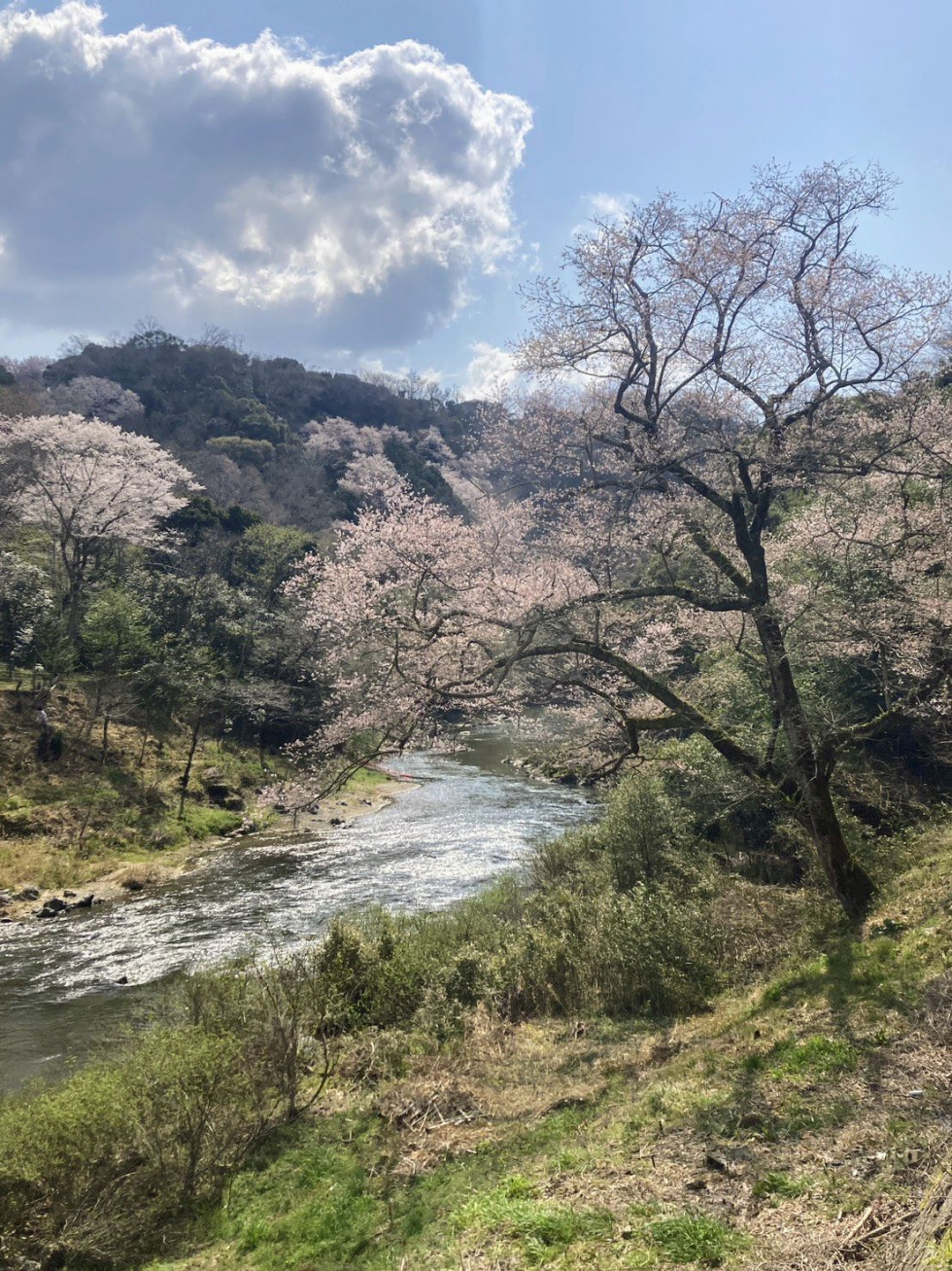 のせでん沿線桜の開花状況