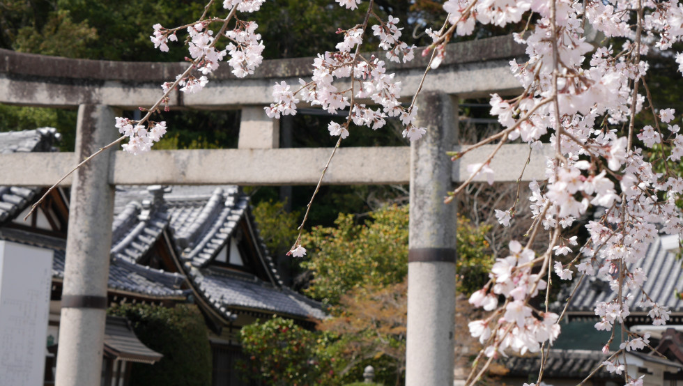 のせでん沿線桜の開花状況