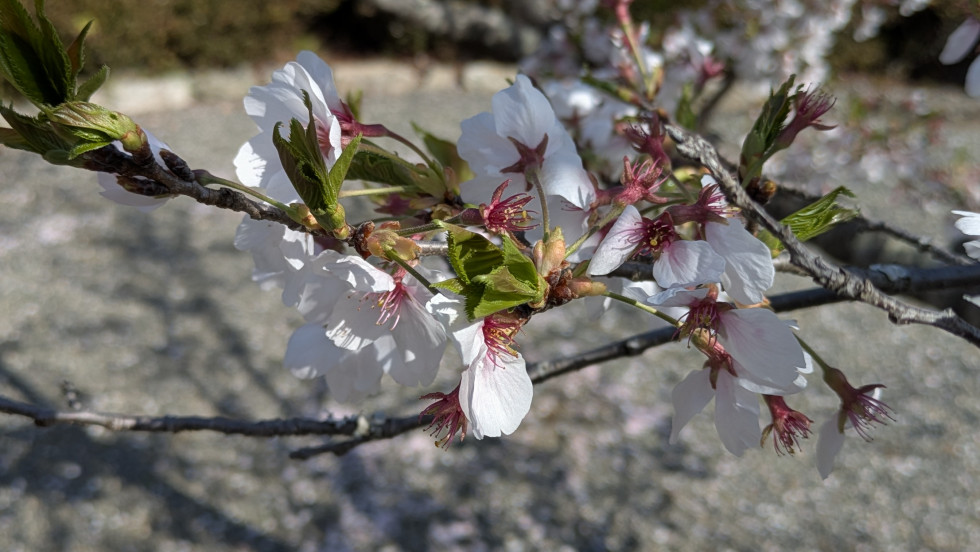 のせでん沿線桜の開花状況