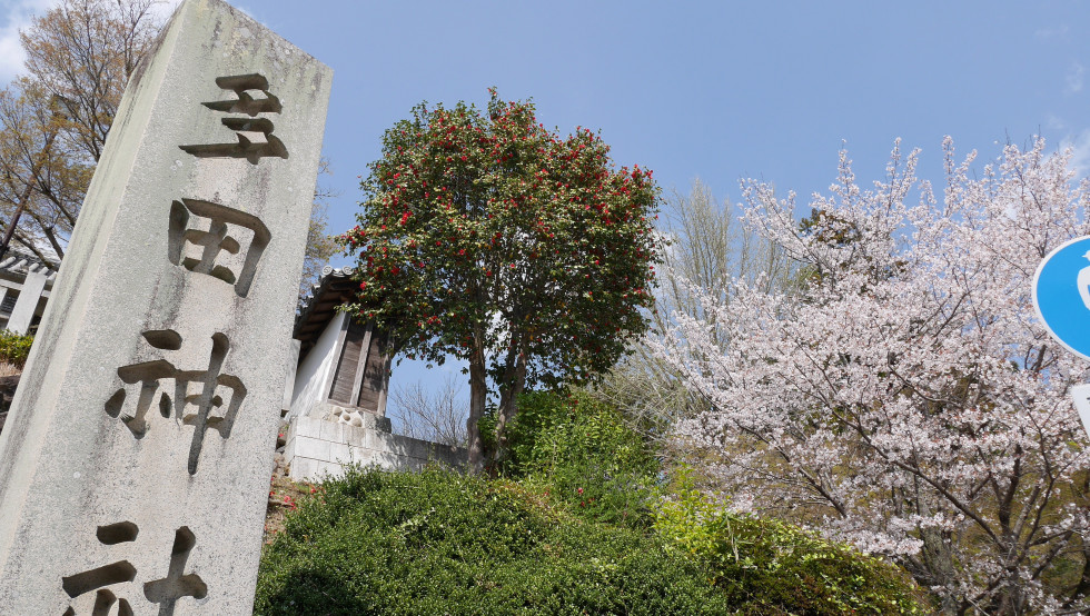 のせでん沿線桜の開花状況