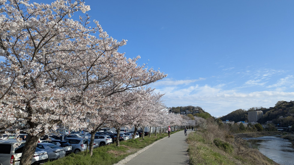 のせでん沿線桜の開花状況