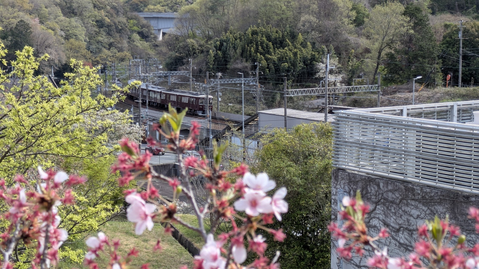 のせでん沿線桜の開花状況