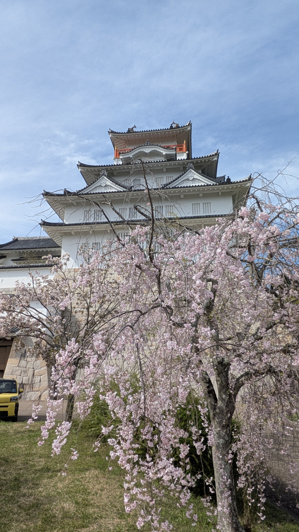 のせでん沿線桜の開花状況
