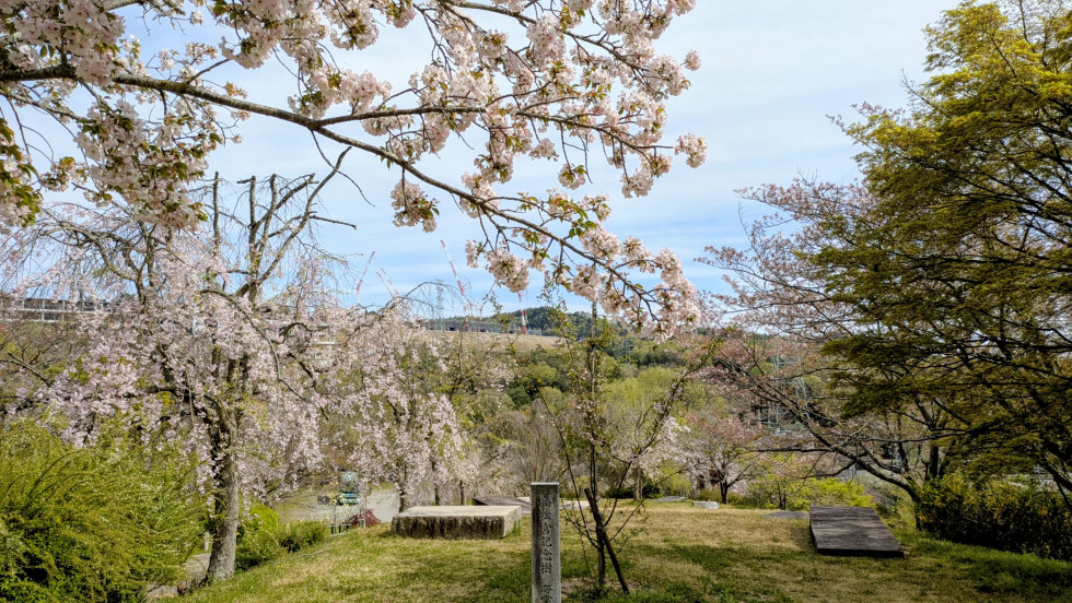 のせでん沿線桜の開花状況