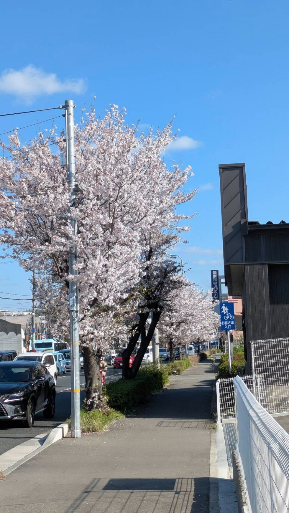 のせでん沿線桜の開花状況