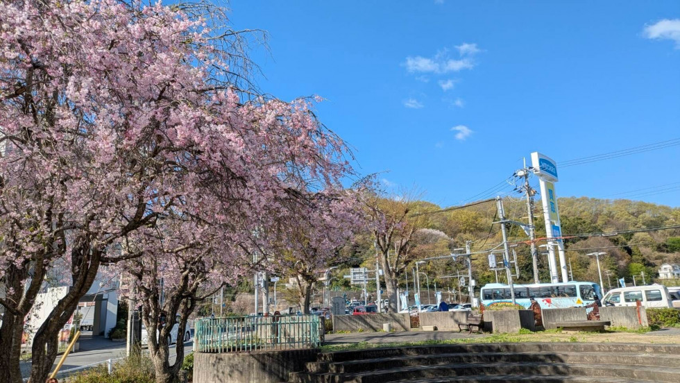のせでん沿線桜の開花状況