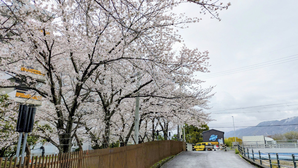 のせでん沿線桜の開花状況