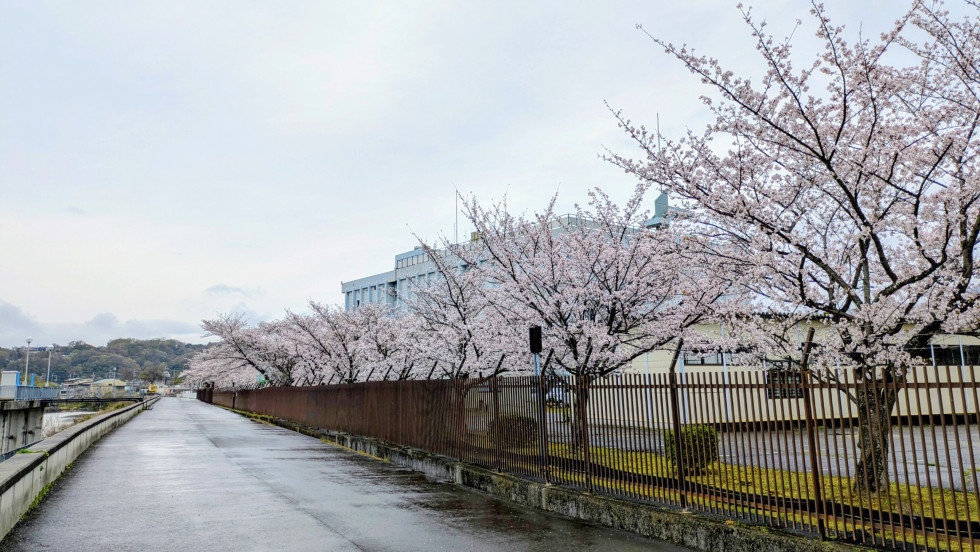 のせでん沿線桜の開花状況
