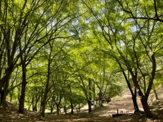 妙見の森 桜谷