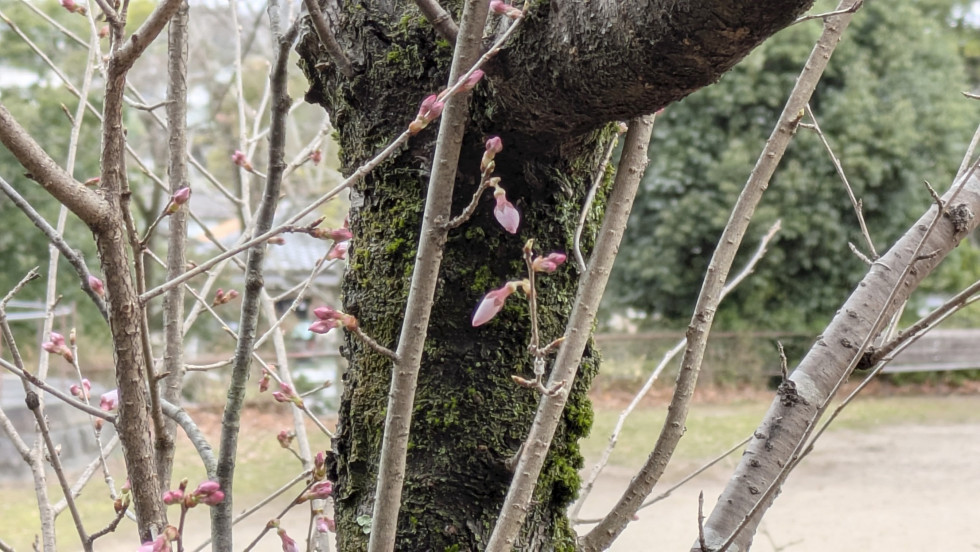 のせでん沿線桜の開花状況