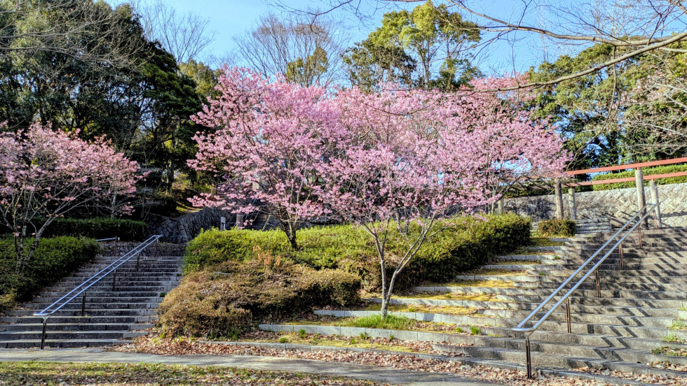 のせでん沿線桜の開花状況