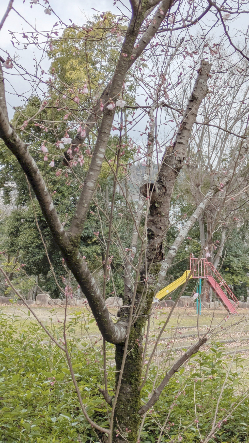 のせでん沿線桜の開花状況