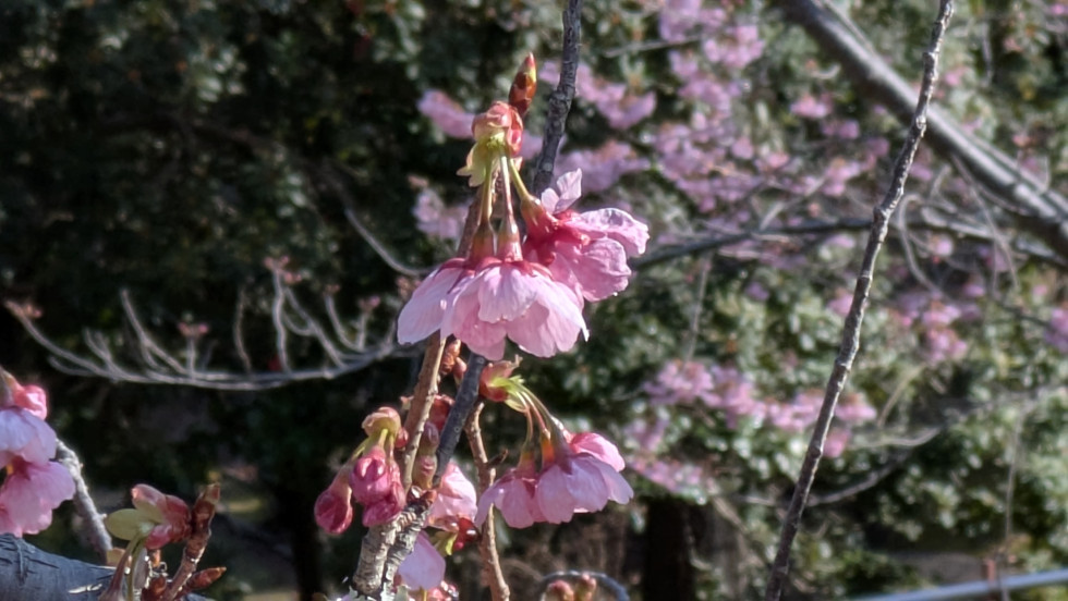 のせでん沿線桜の開花状況