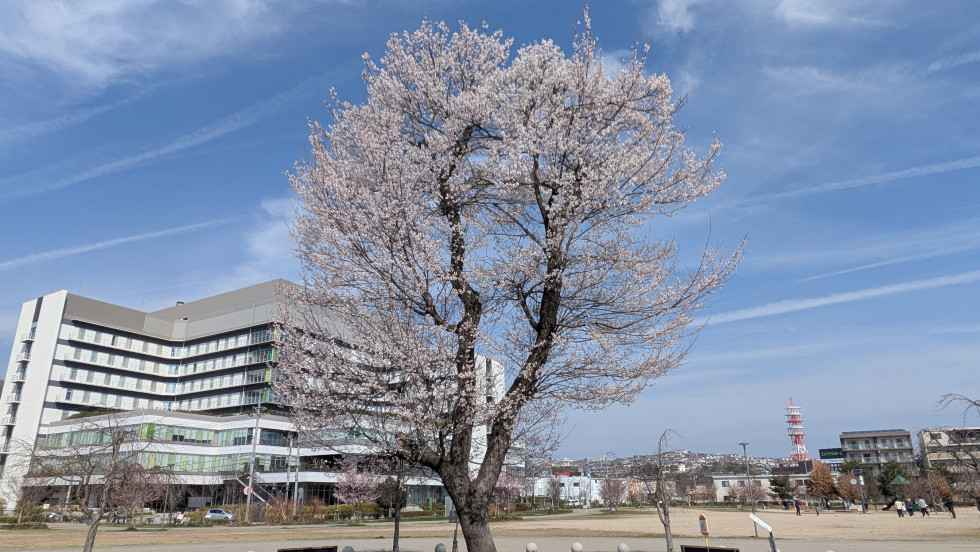 のせでん沿線桜の開花状況