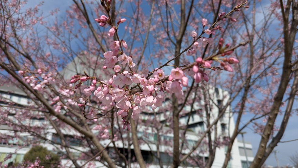 のせでん沿線桜の開花状況