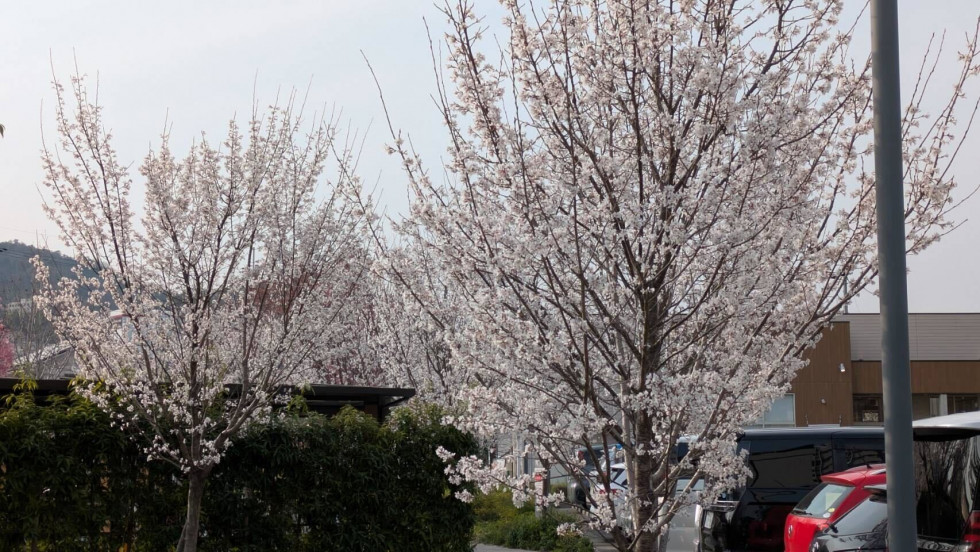 のせでん沿線桜の開花状況