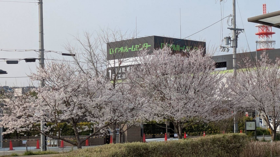 のせでん沿線桜の開花状況