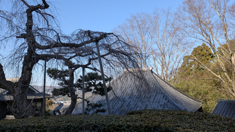 のせでん沿線桜の開花状況