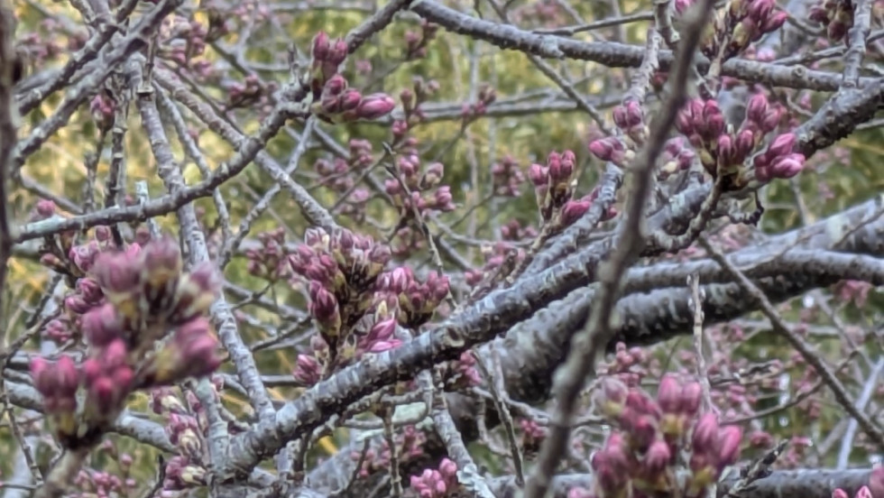 のせでん沿線桜の開花状況