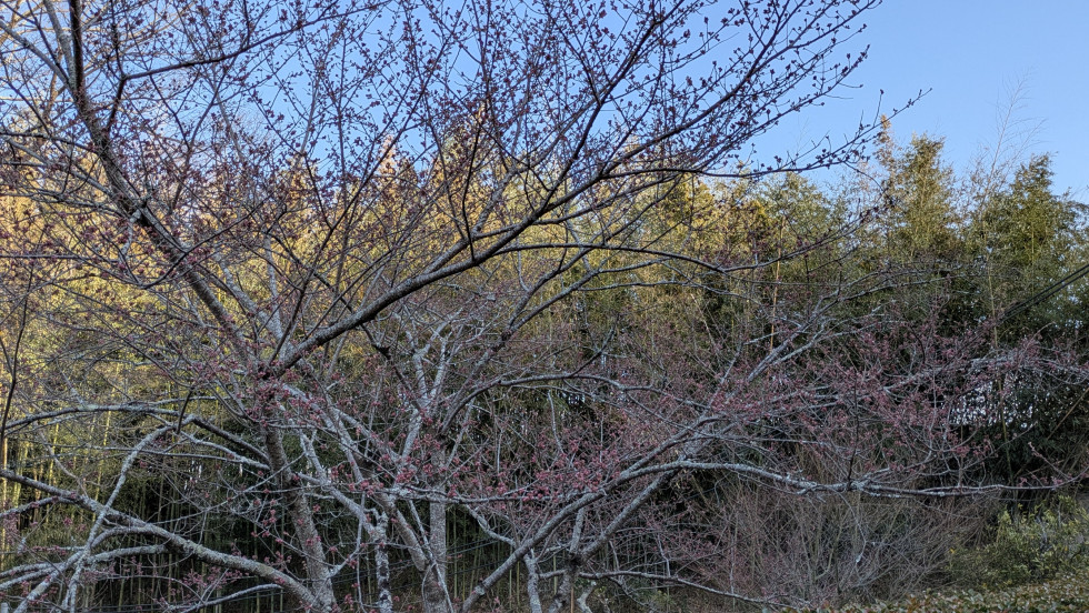 のせでん沿線桜の開花状況