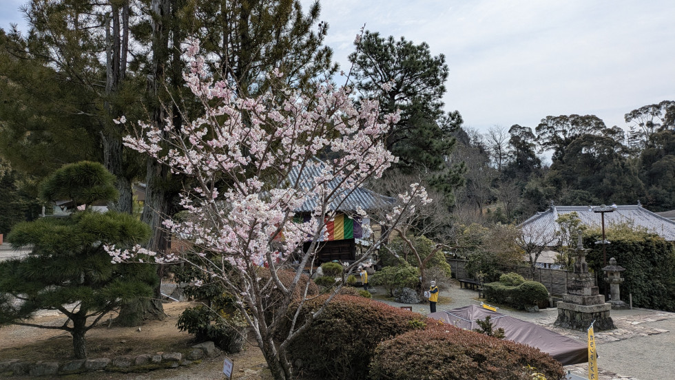 のせでん沿線桜の開花状況